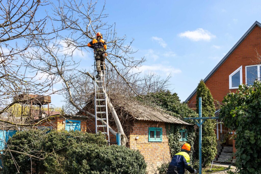 Arborist Services in Sydney’s North Shore: Expert Care for Your Trees
