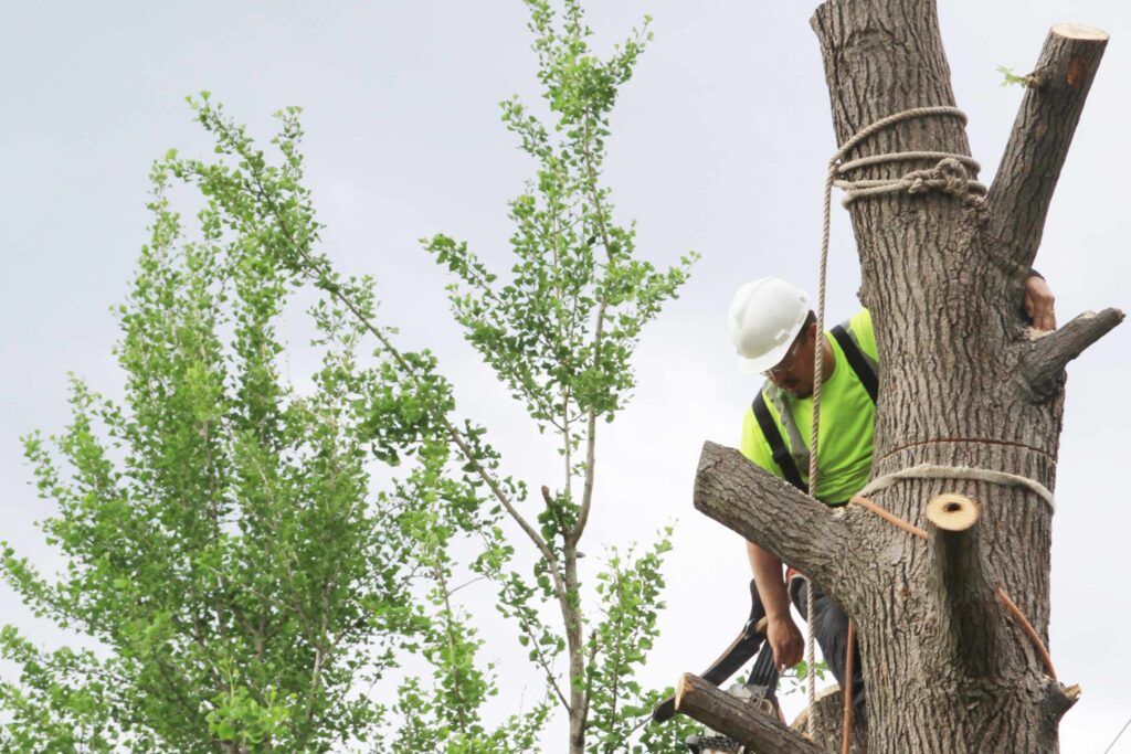 Your Tree May Need Attention