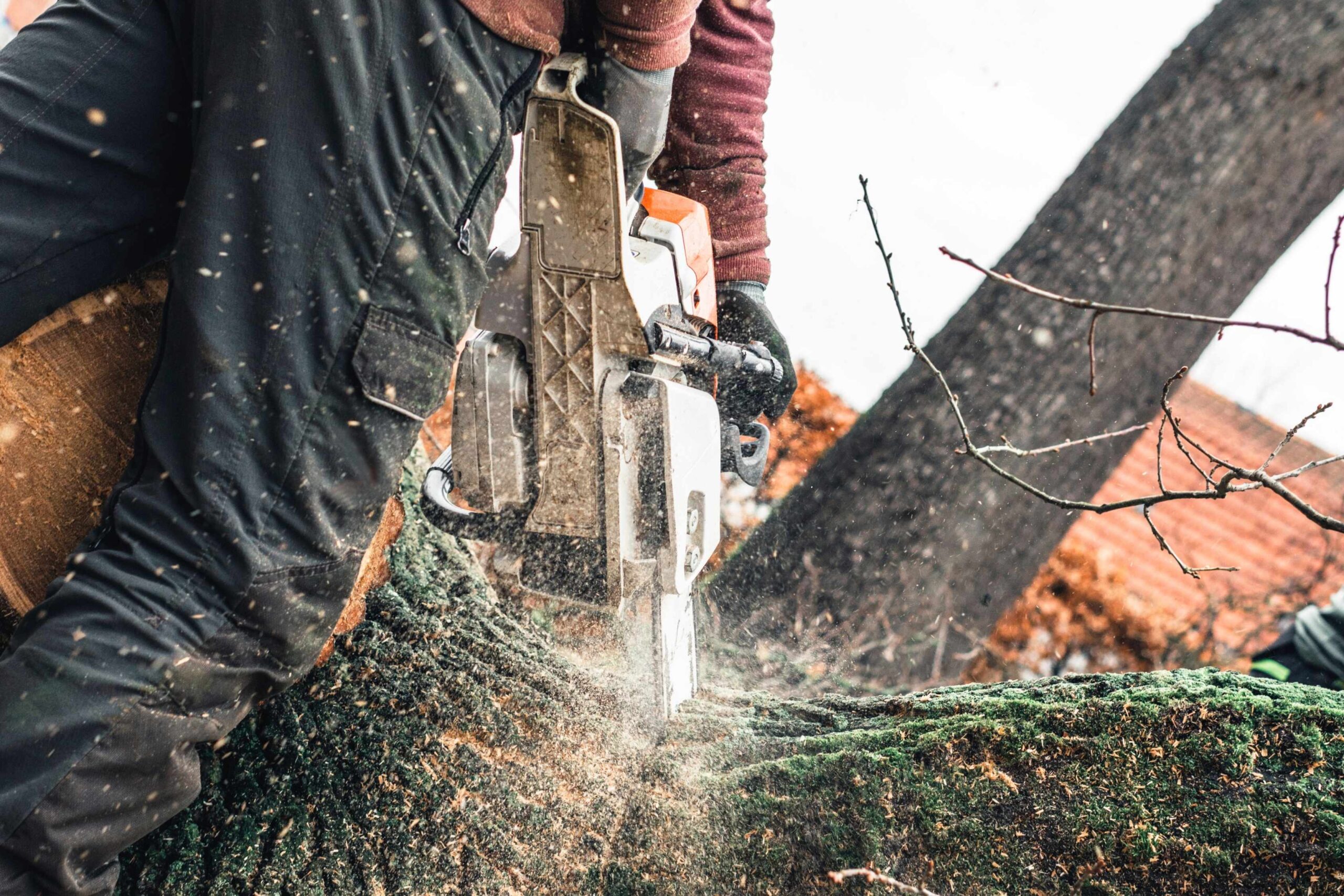 Selecting an Arborist in Sydney’s Eastern Suburbs: A Homeowner’s Guide