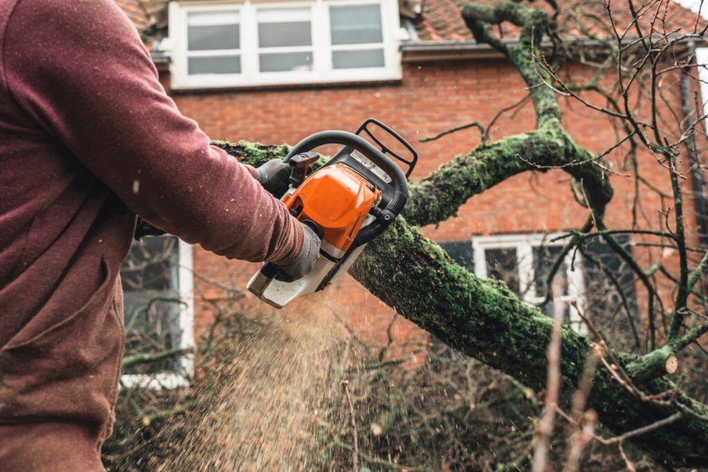 Tree Care Tips