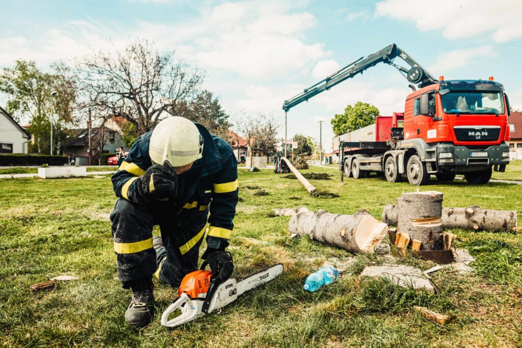 Tree Care and Maintenance