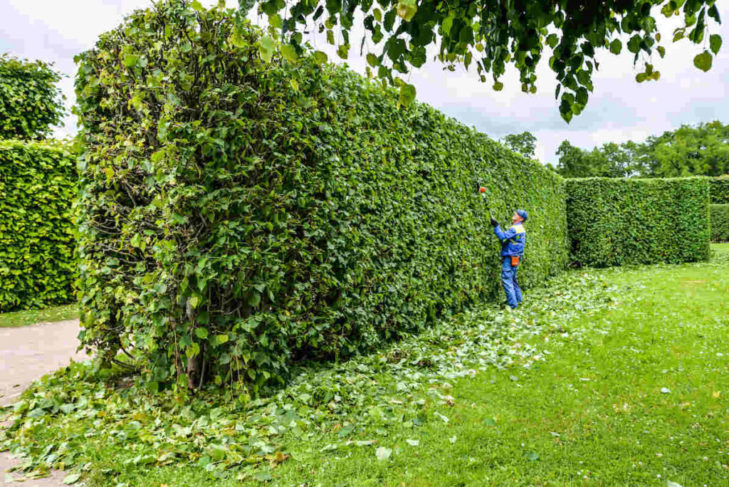 cutting hedge