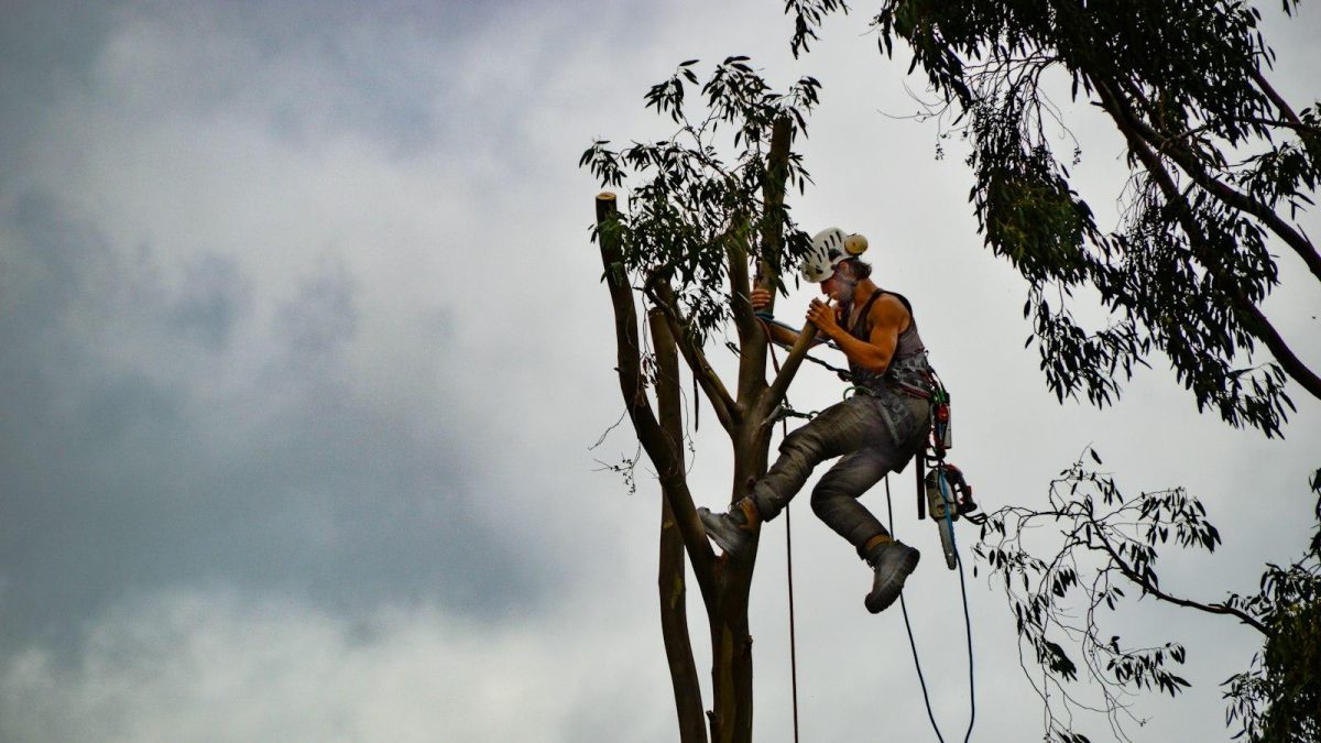Tree Lopping in Sydney