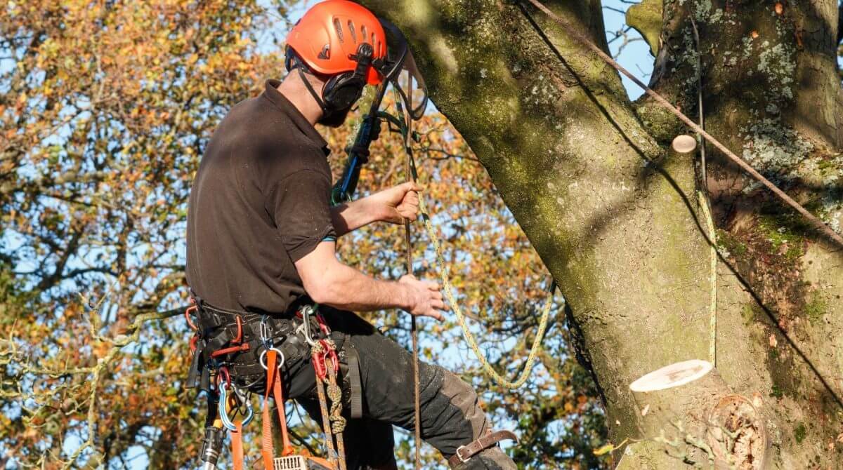 Arborists in Sydney