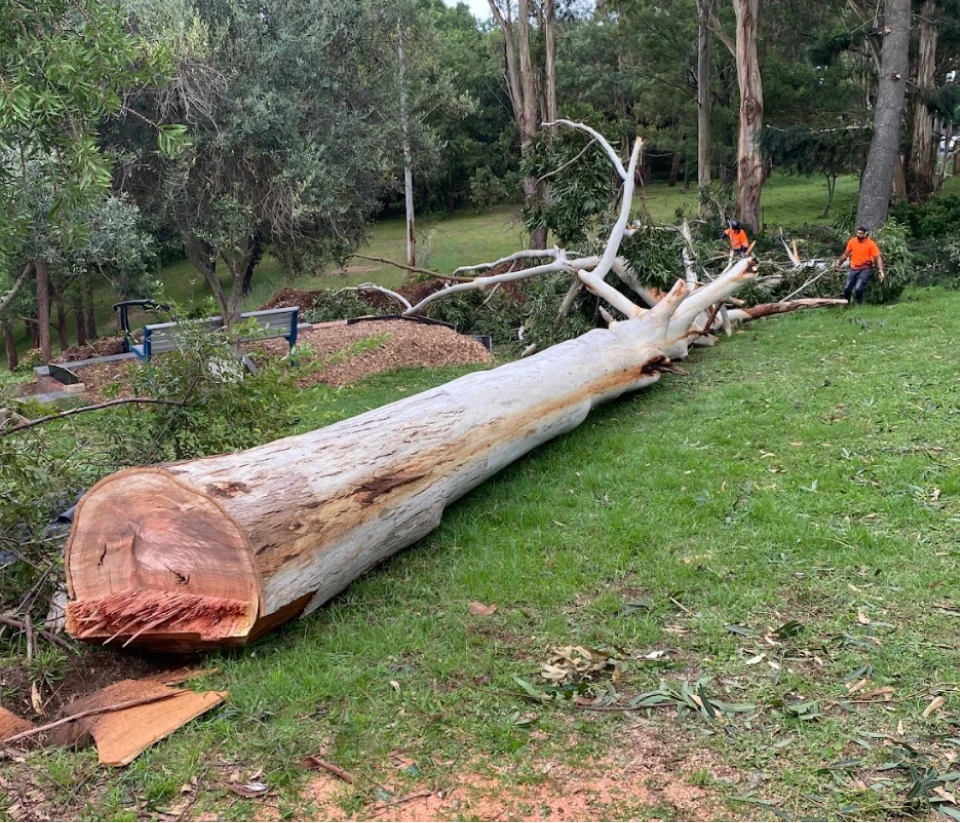 Tree Stump Removal in Sydney and the Philosophy of Erasing Nature’s Traces