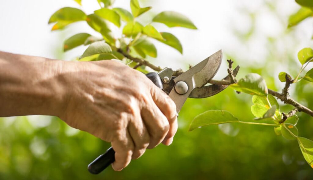 tree pruning services near me