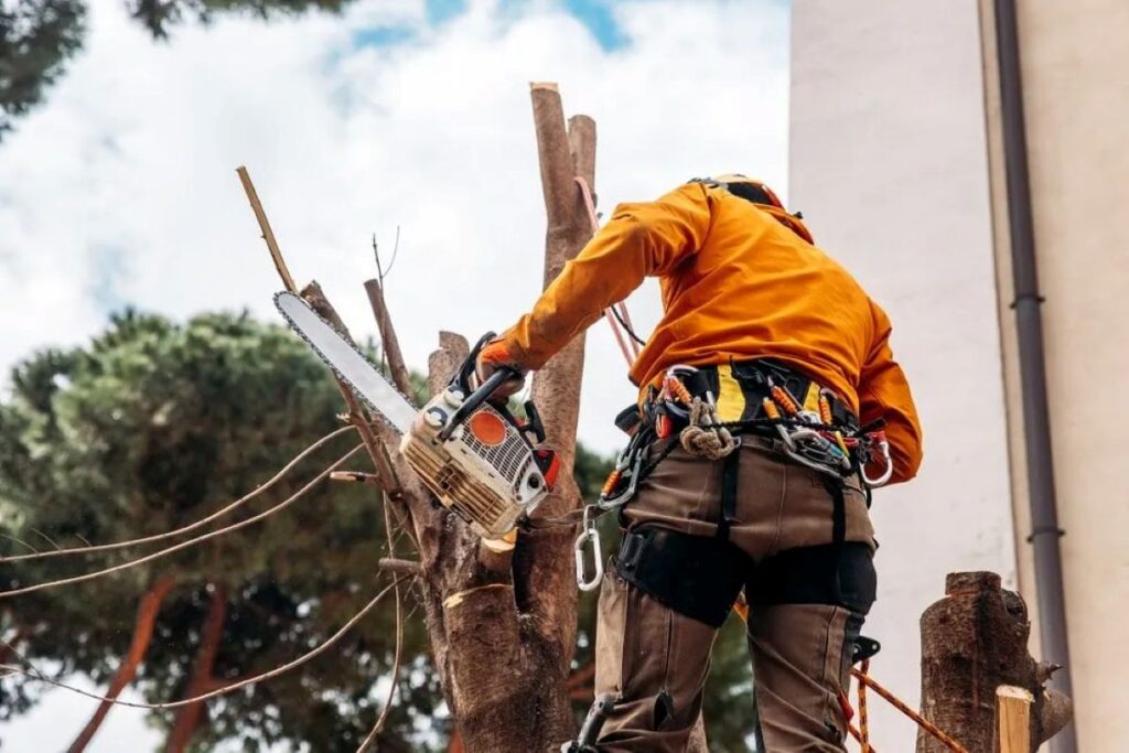 tree removal Cheltenham
