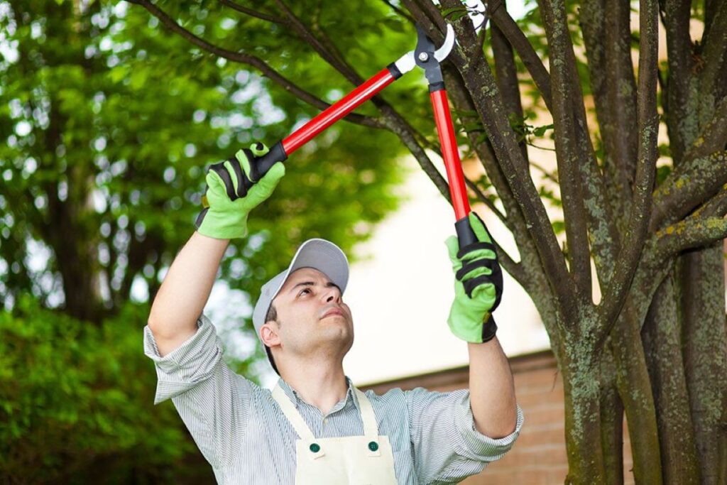 tree pruning services near me