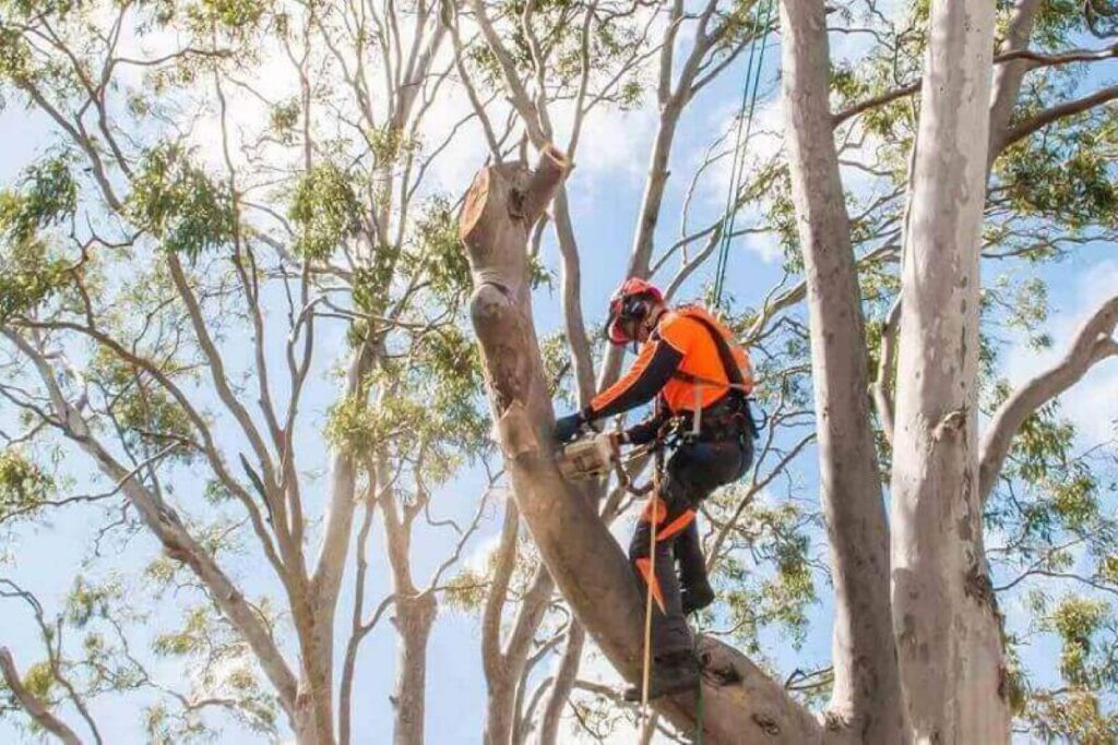 tree removal Cheltenham